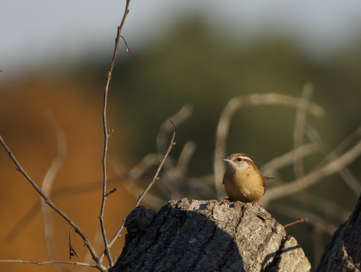 Carolina Wren - ML626260967