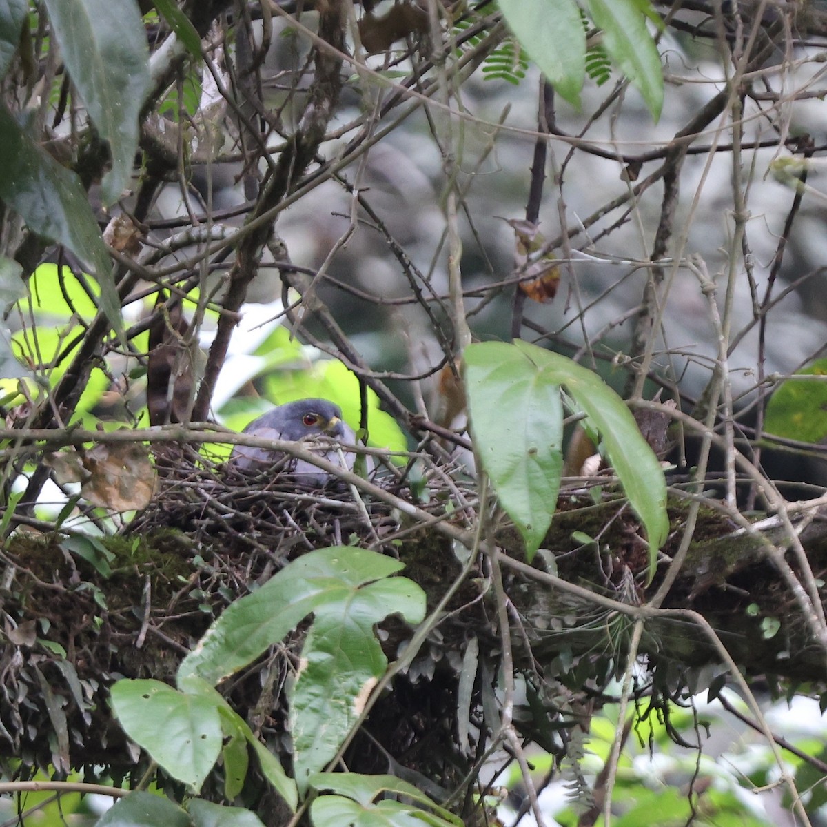 Rufous-thighed Kite - ML626260988