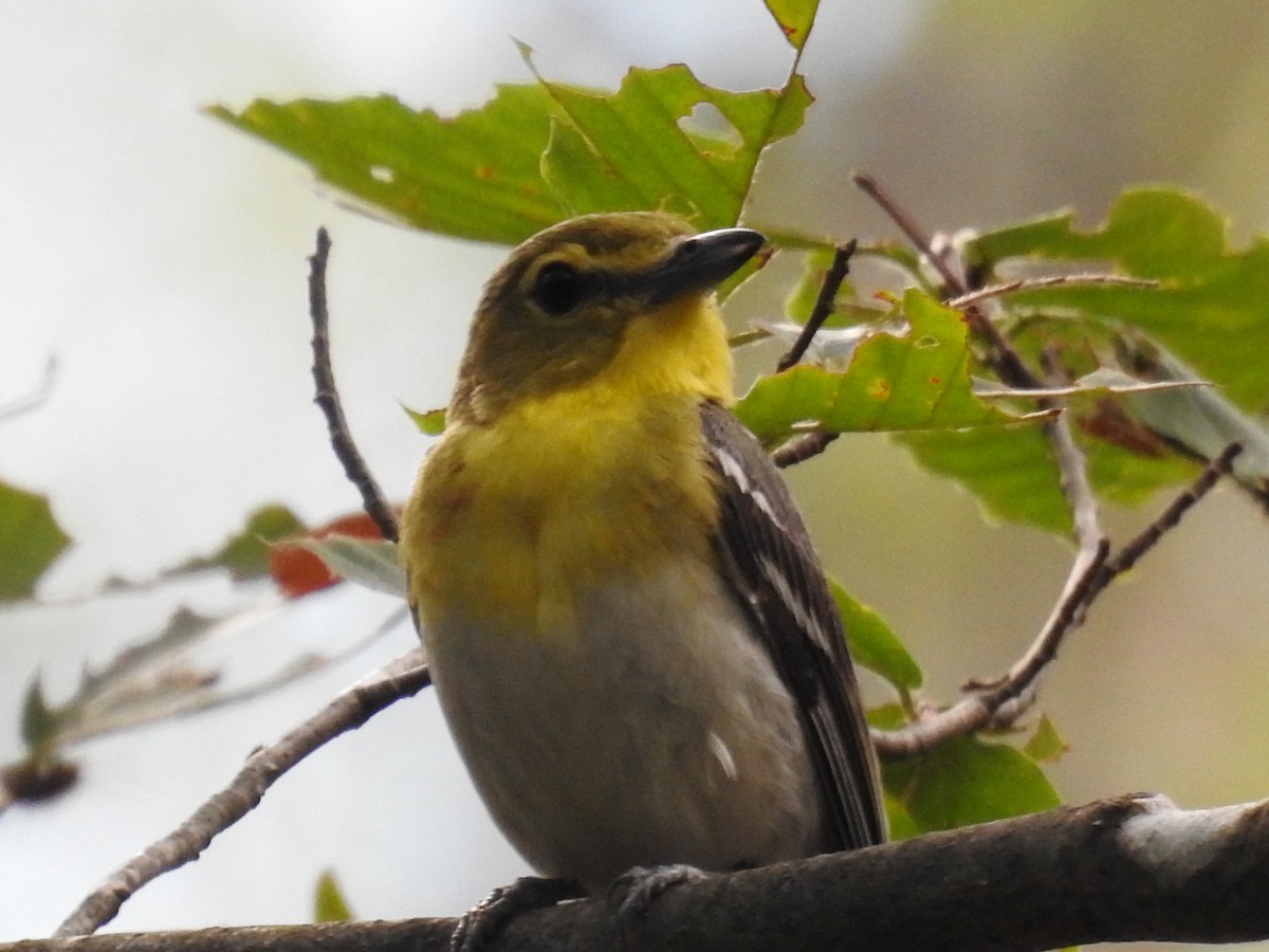 Viréo à gorge jaune - ML62626101