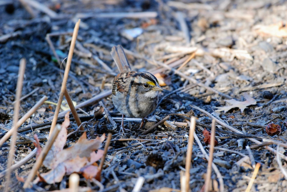 White-throated Sparrow - ML626261014