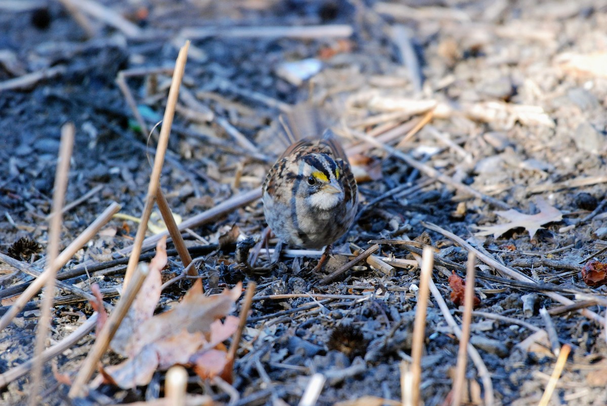 White-throated Sparrow - ML626261064