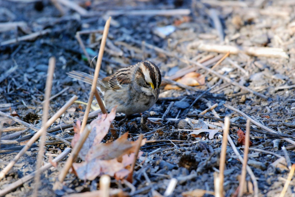 White-throated Sparrow - ML626261080
