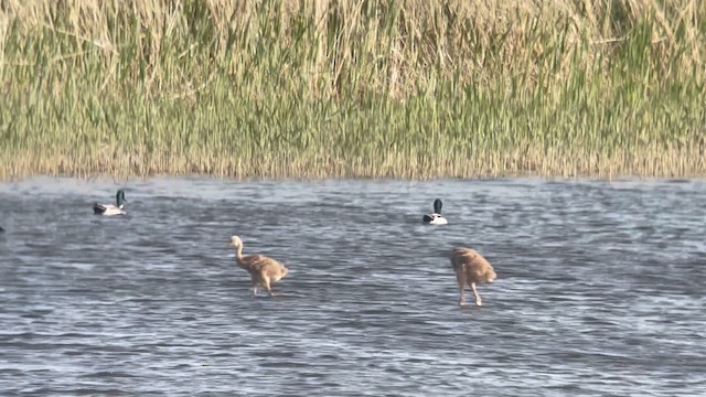 Grue du Japon - ML626261102
