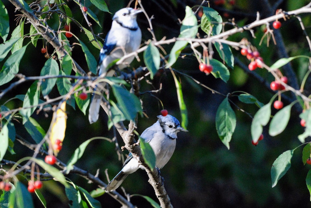 Blue Jay - ML626261164