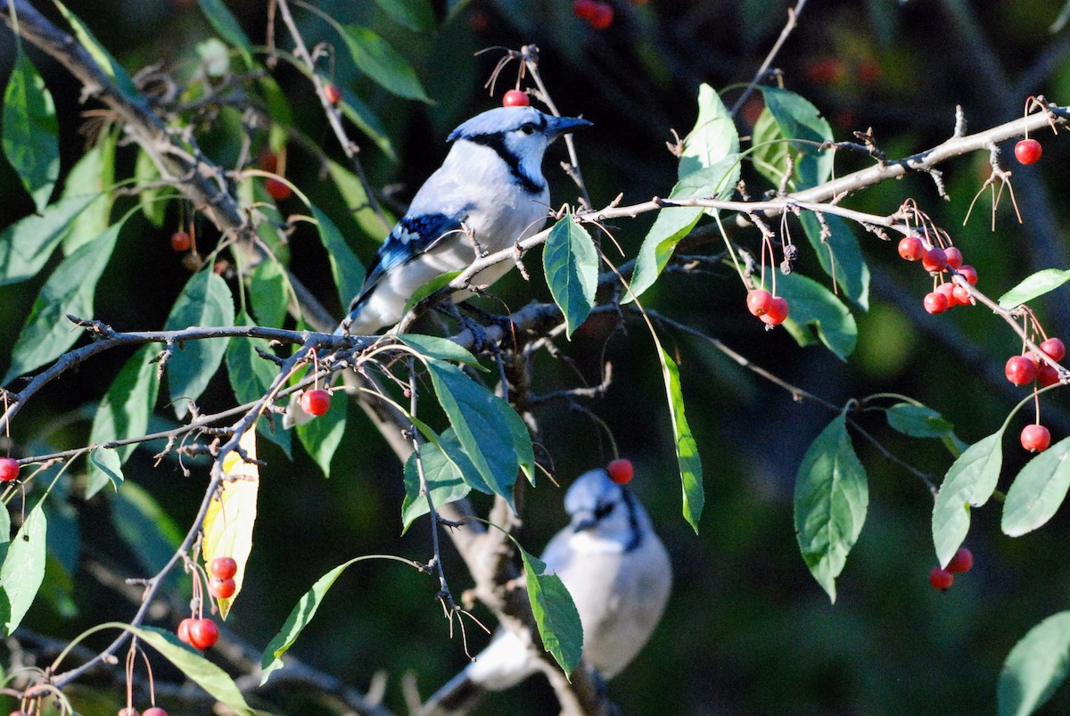 Blue Jay - ML626261165