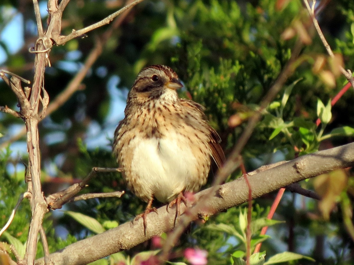 Lincoln's Sparrow - ML626261406