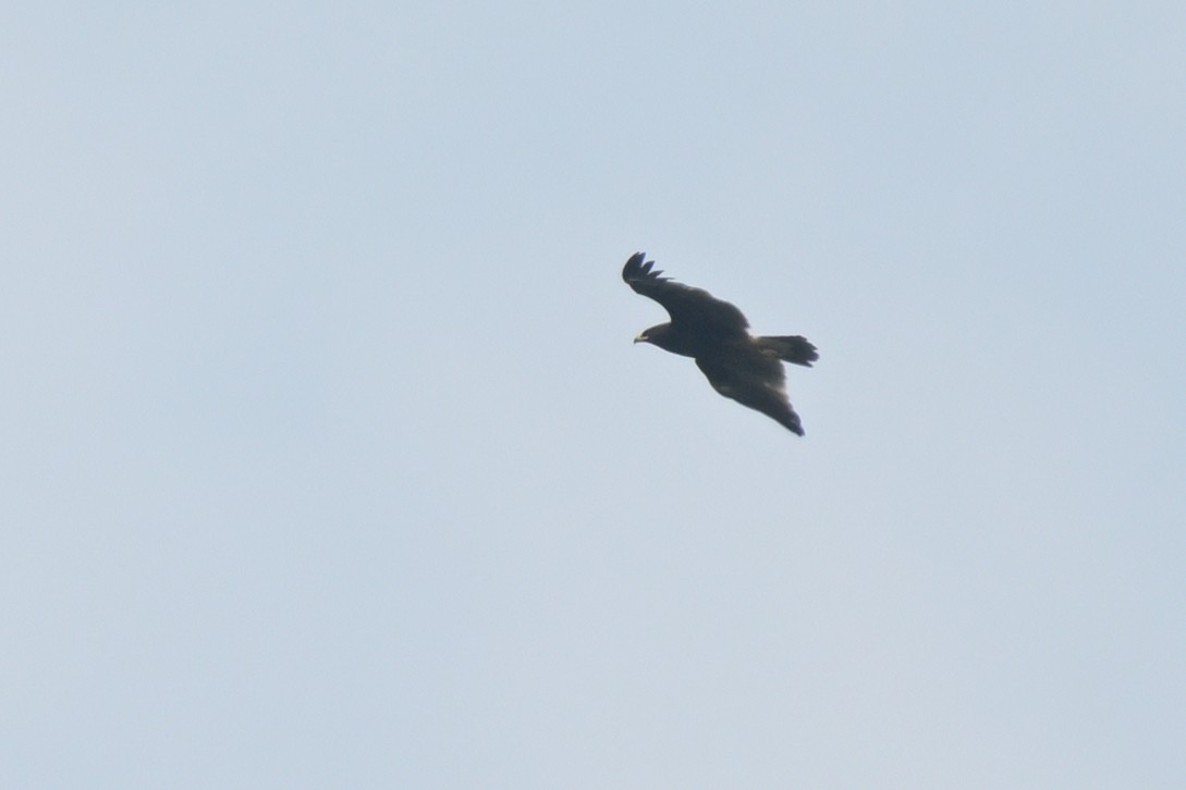 Greater Spotted Eagle - ML626261472