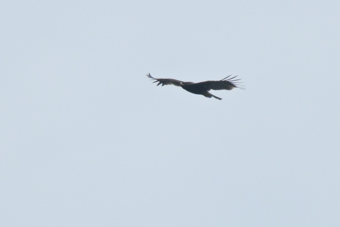 Greater Spotted Eagle - ML626261473