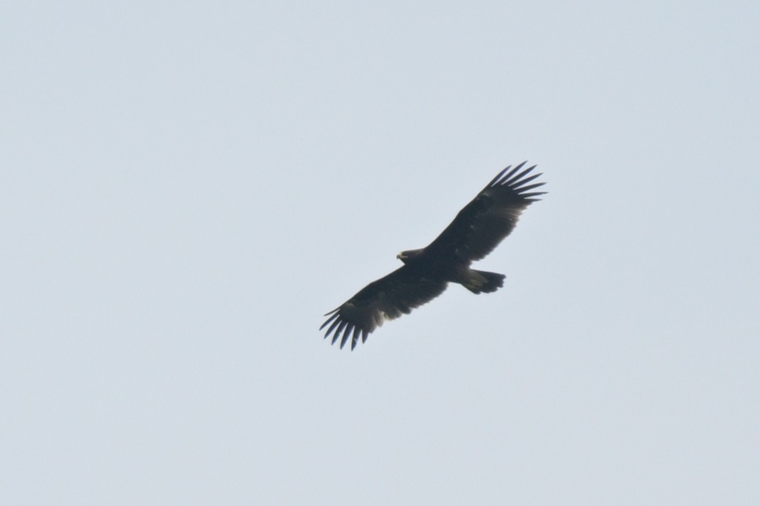 Greater Spotted Eagle - ML626261475