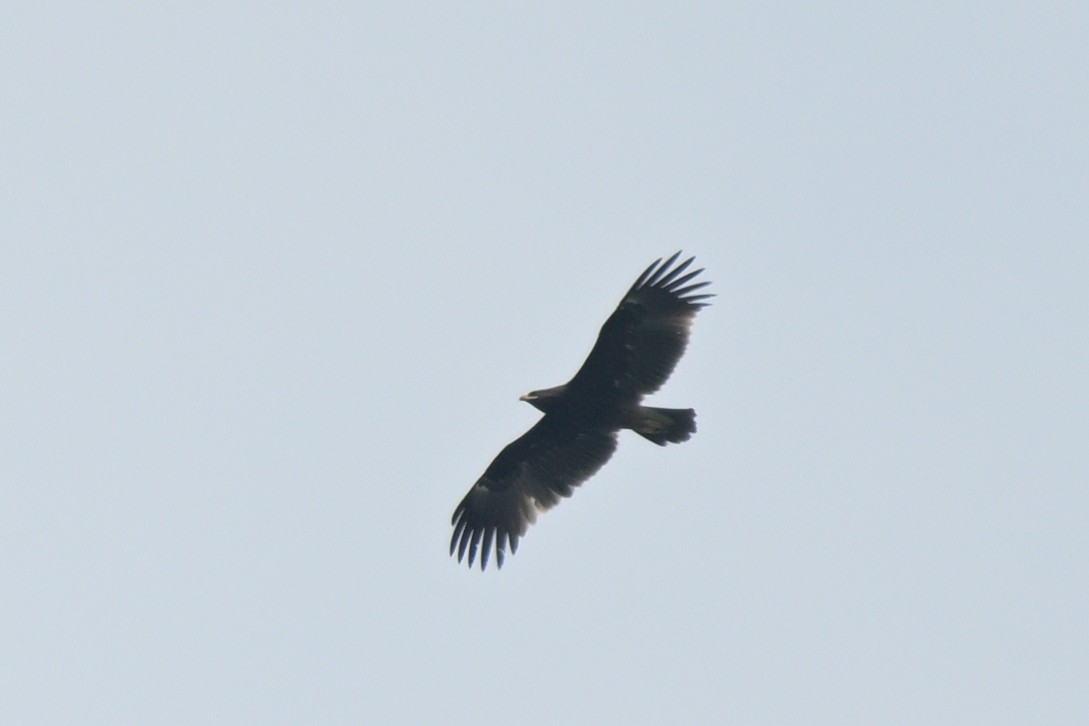 Greater Spotted Eagle - ML626261480