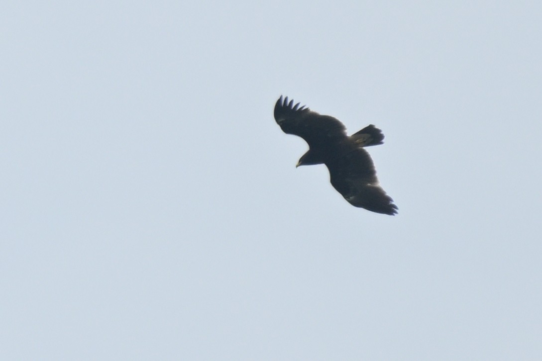 Greater Spotted Eagle - ML626261488