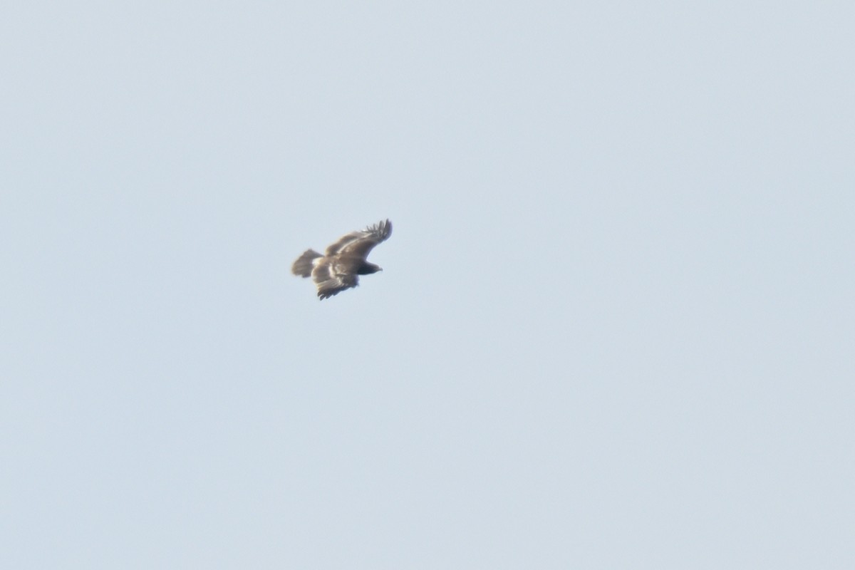 Greater Spotted Eagle - ML626261502