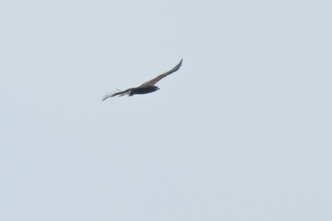 Greater Spotted Eagle - ML626261504