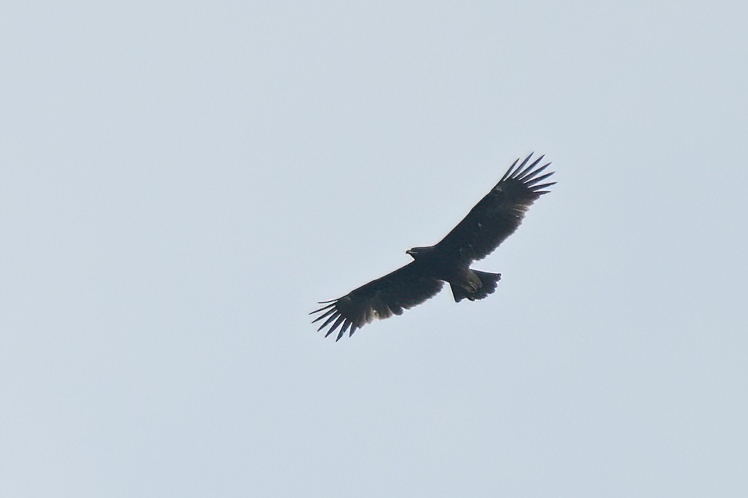 Greater Spotted Eagle - ML626261505