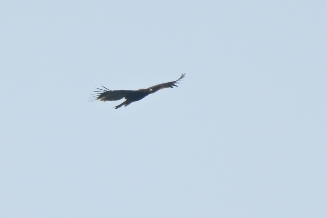 Greater Spotted Eagle - ML626261525