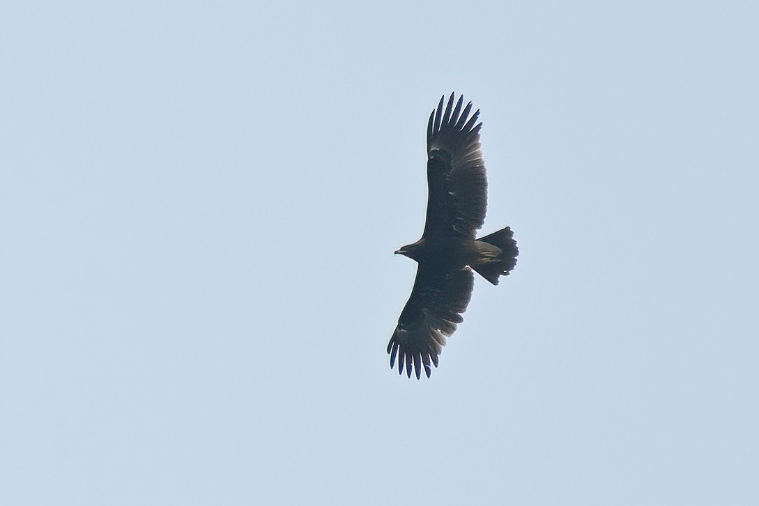 Greater Spotted Eagle - ML626261530