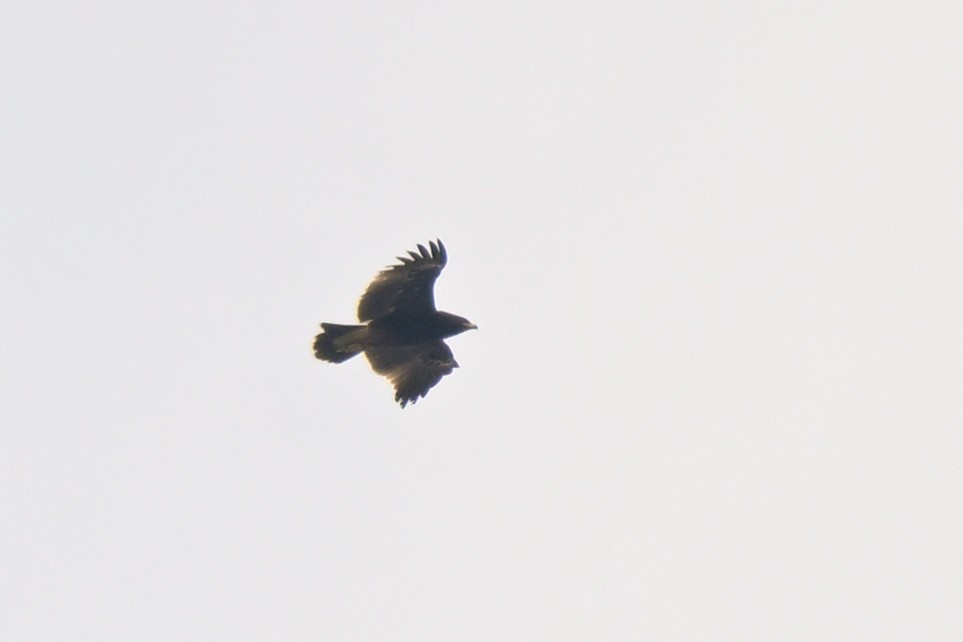 Greater Spotted Eagle - ML626261554