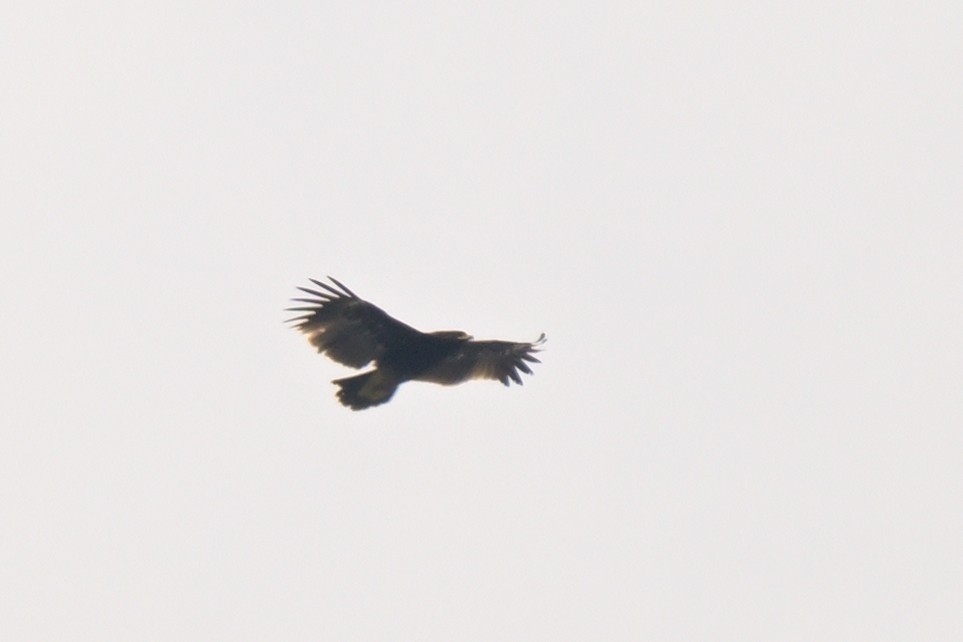 Greater Spotted Eagle - ML626261556