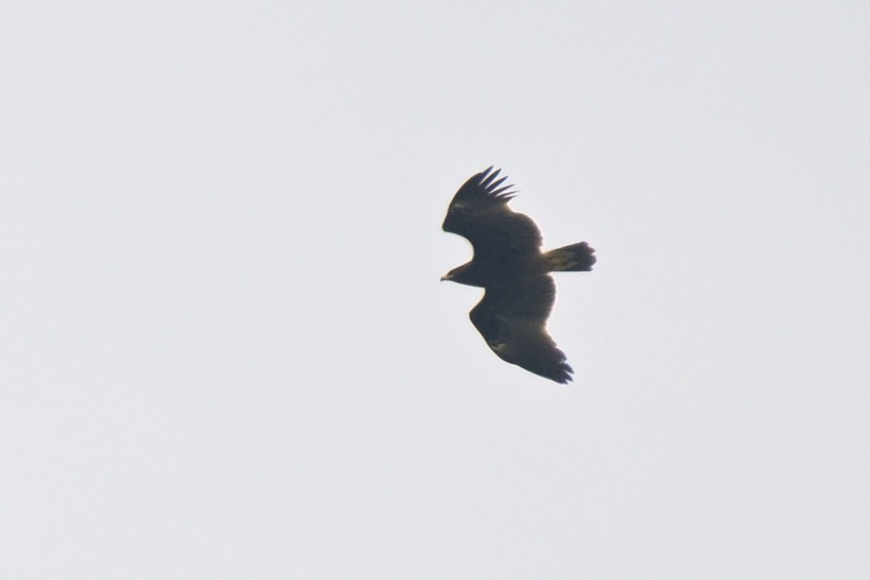 Greater Spotted Eagle - ML626261580