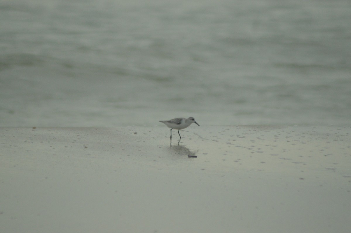 Гурвалж элсэг - ML626261607