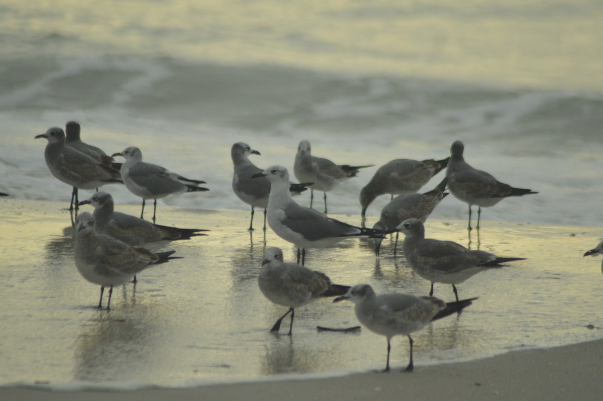 Laughing Gull - ML626261644