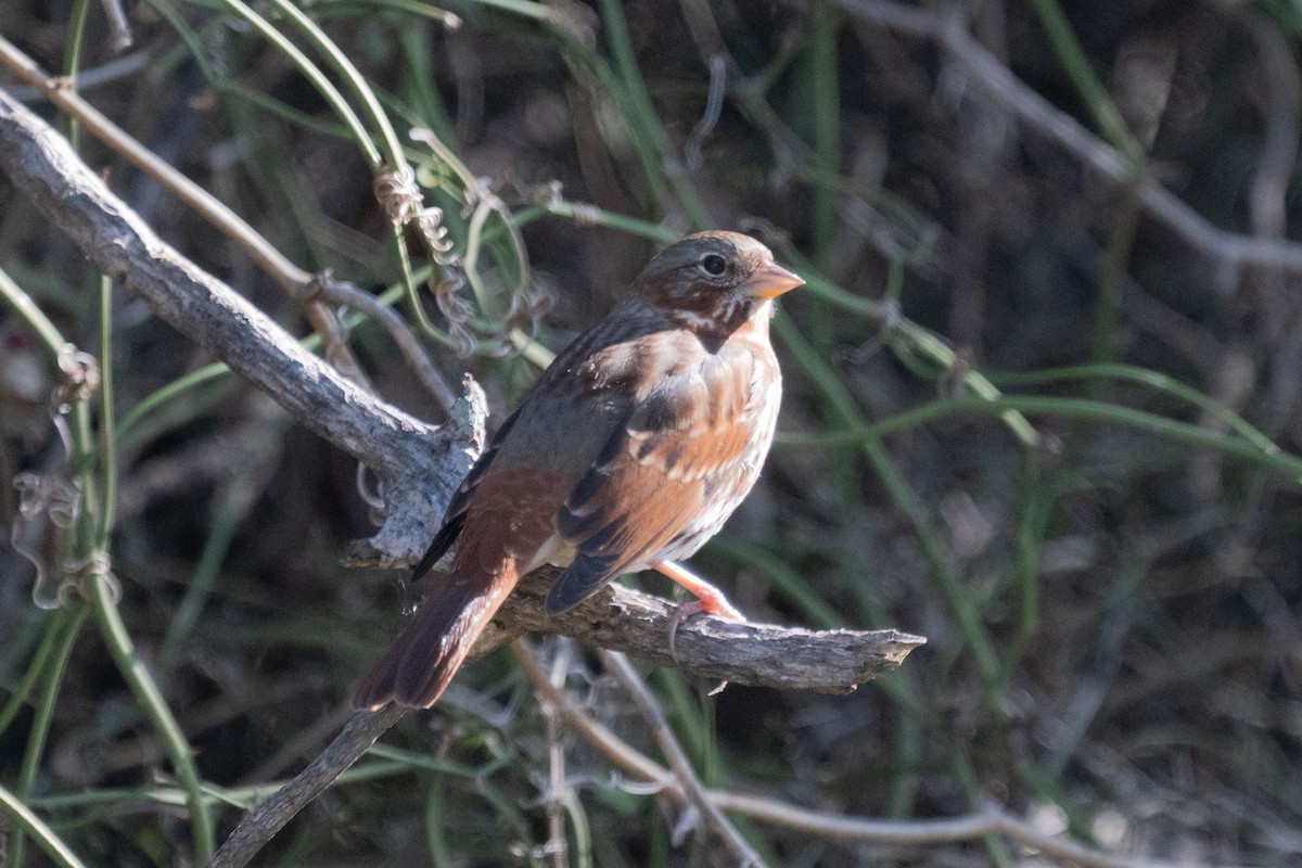 Fox Sparrow (Red) - ML626261722