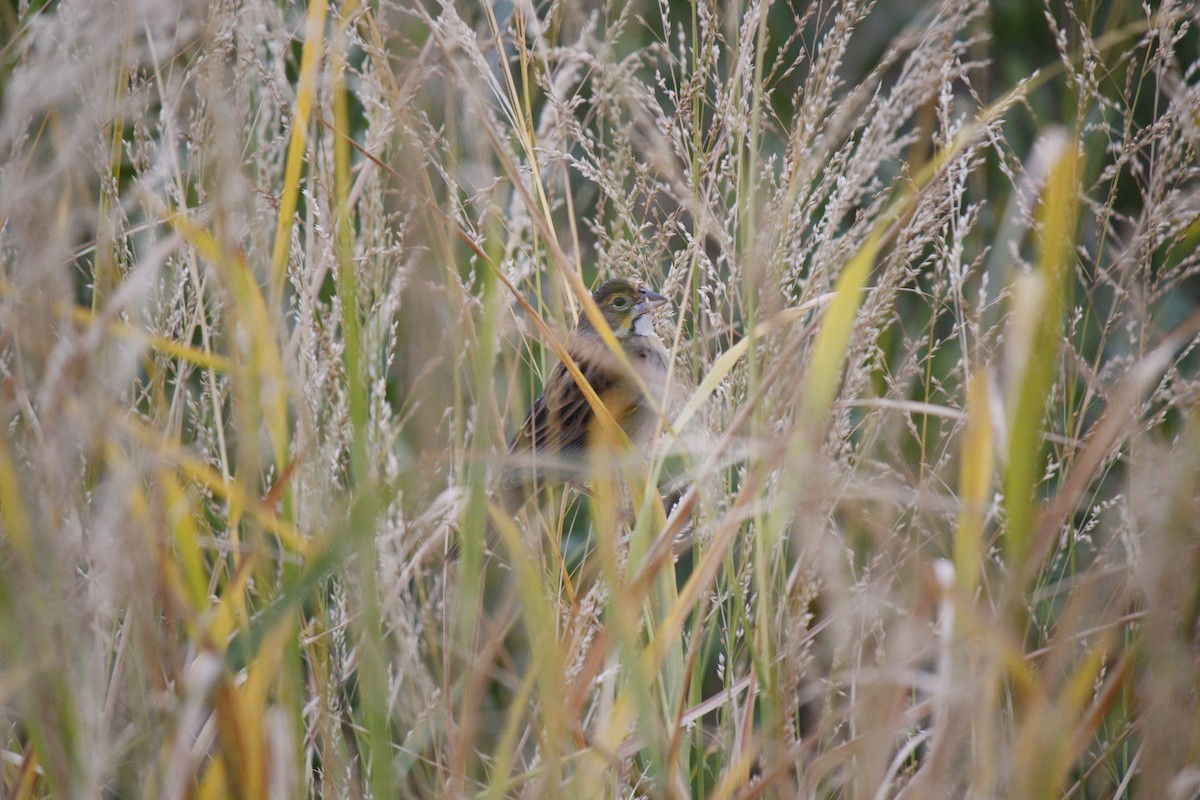 Dickcissel - ML626261953