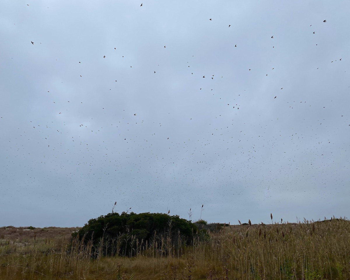 Tree Swallow - ML626261995
