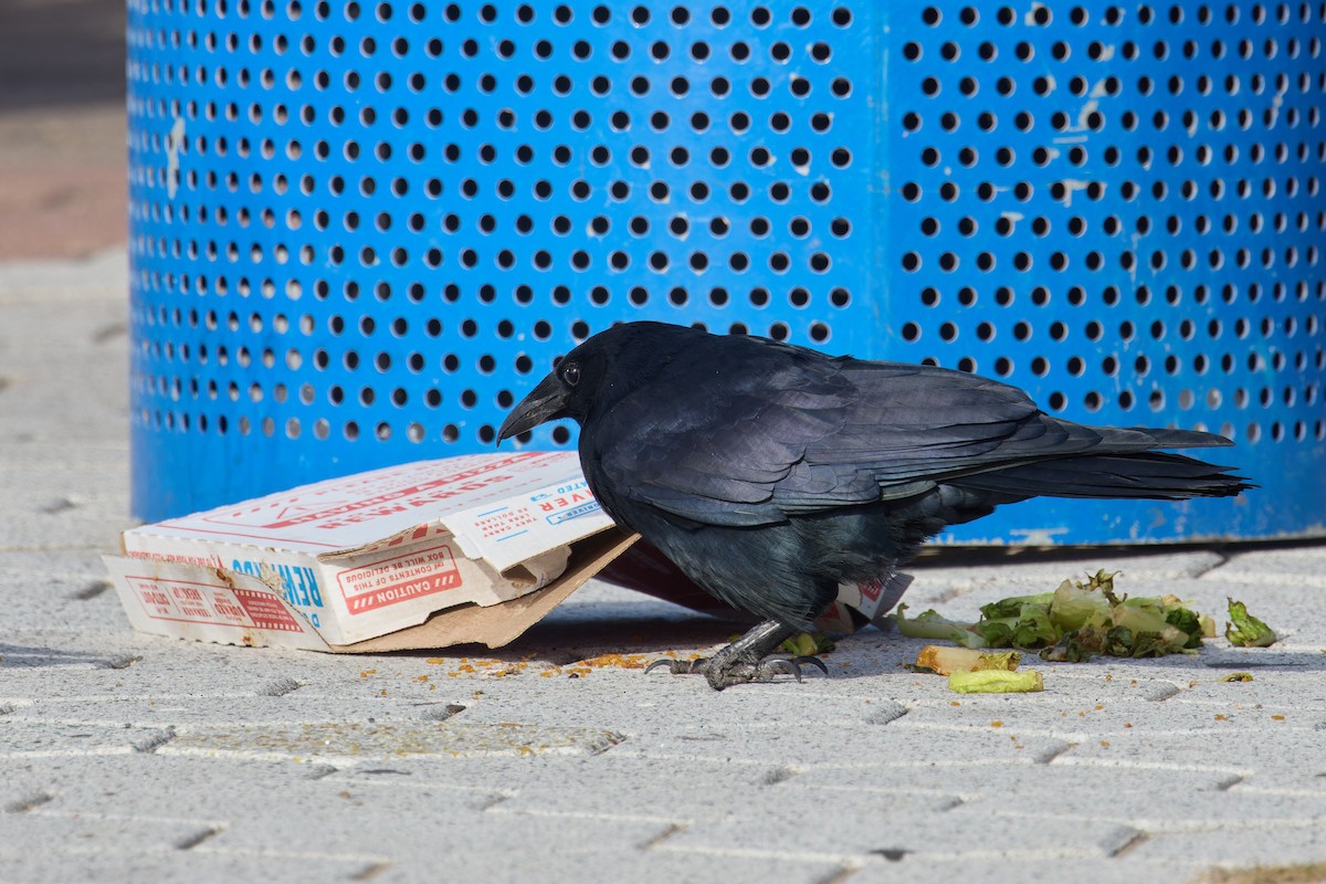 Fish Crow - ML626262029