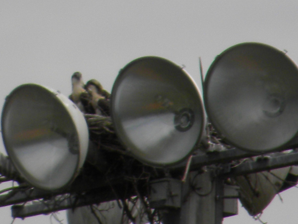 Osprey (American) - ML626262378