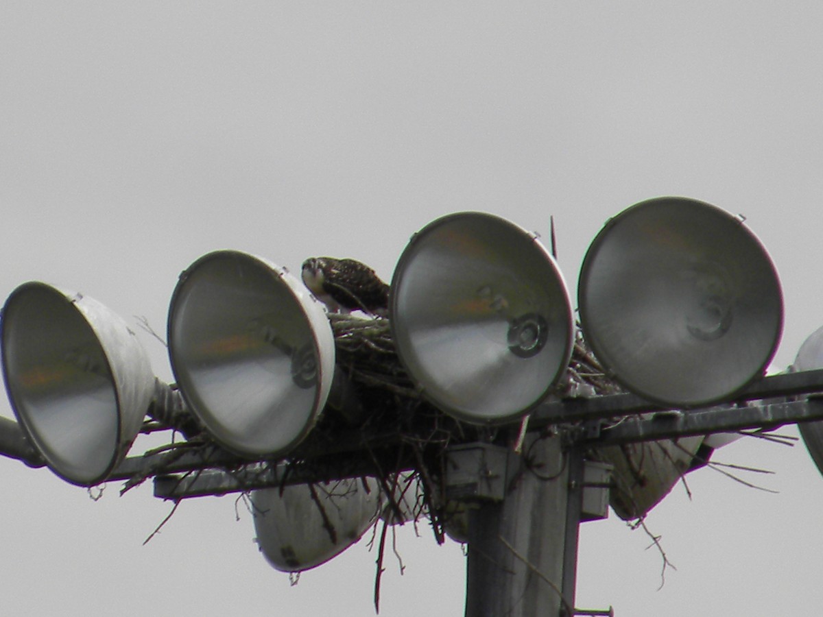 Osprey (American) - ML626262380