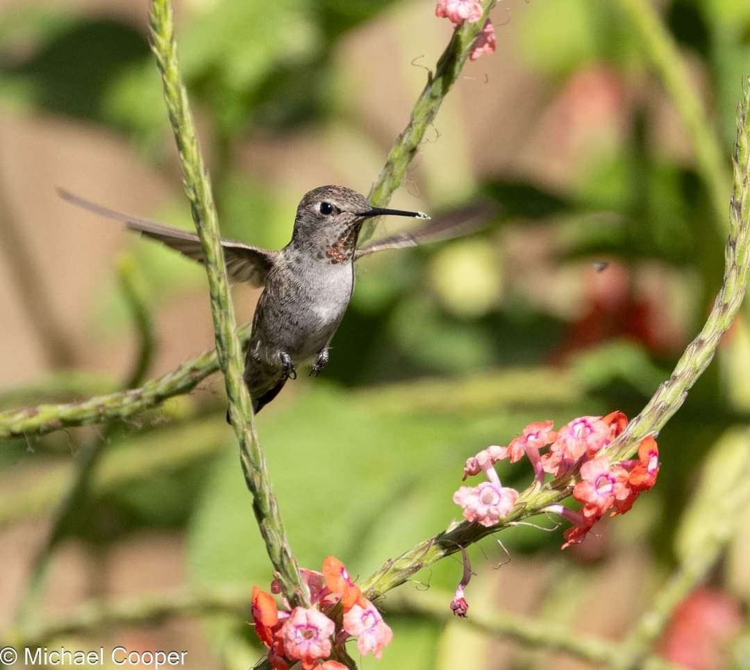 Anna's Hummingbird - ML626262503