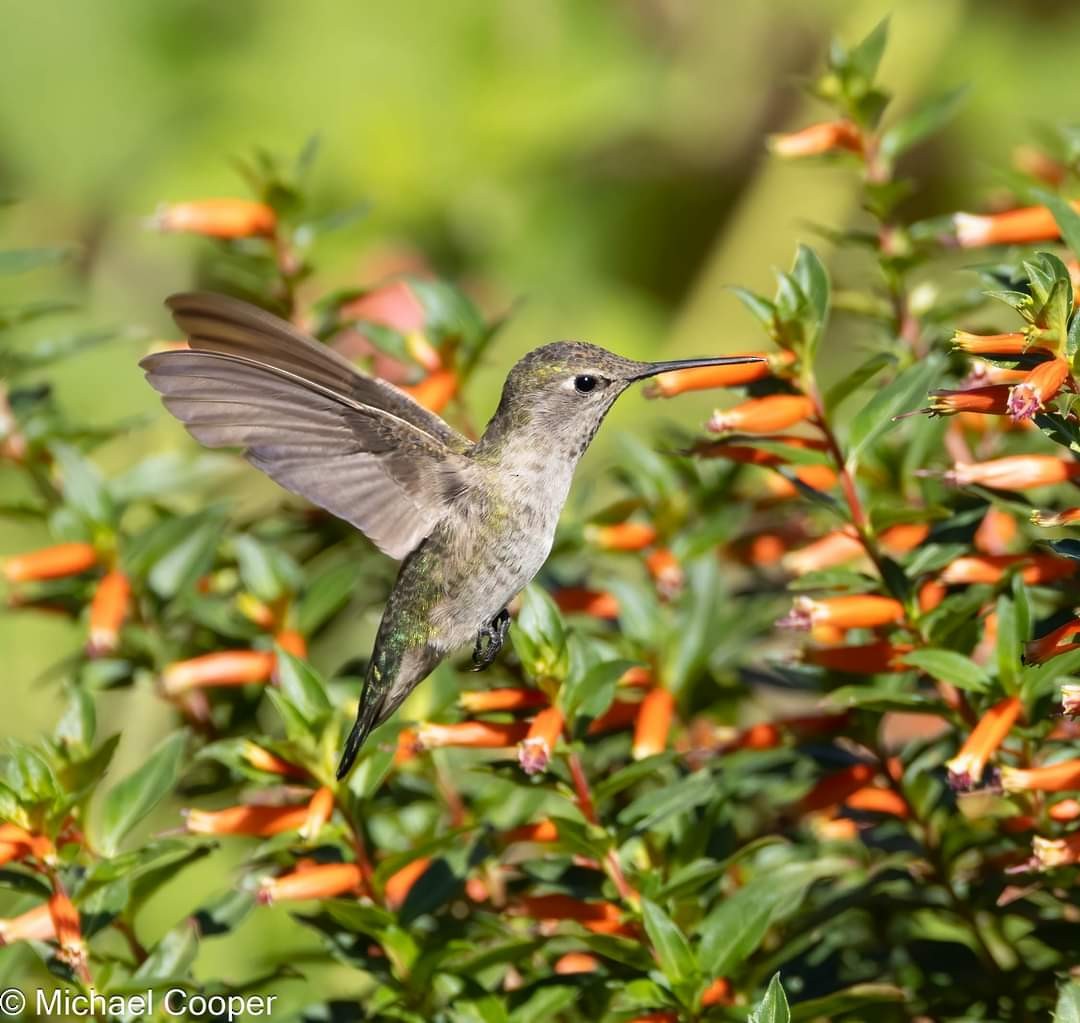 Anna's Hummingbird - ML626262506