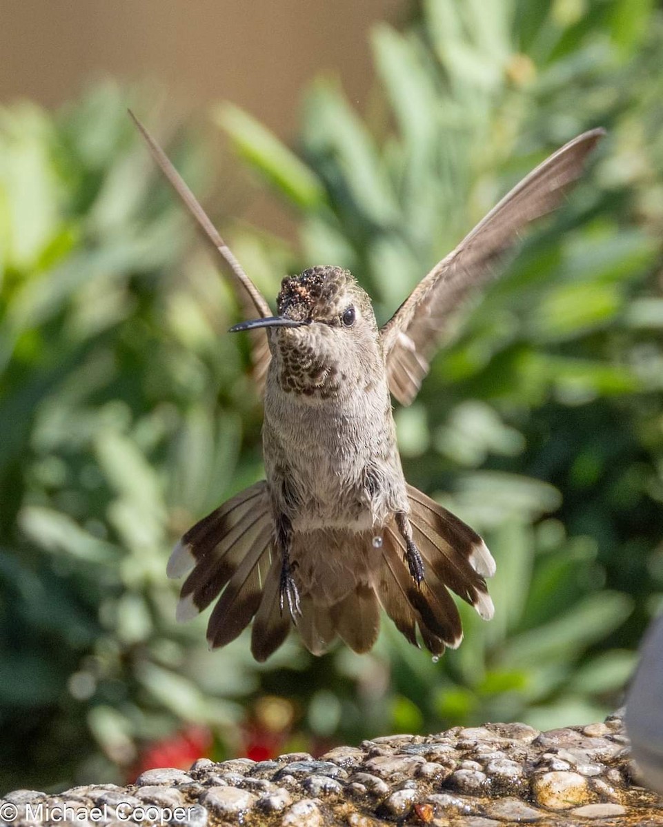 Anna's Hummingbird - ML626262508