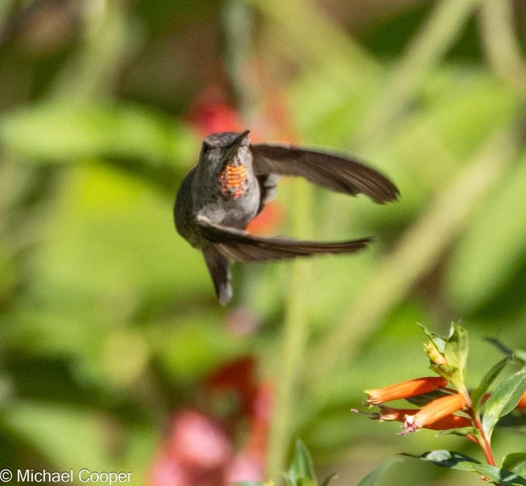 Anna's Hummingbird - ML626262511