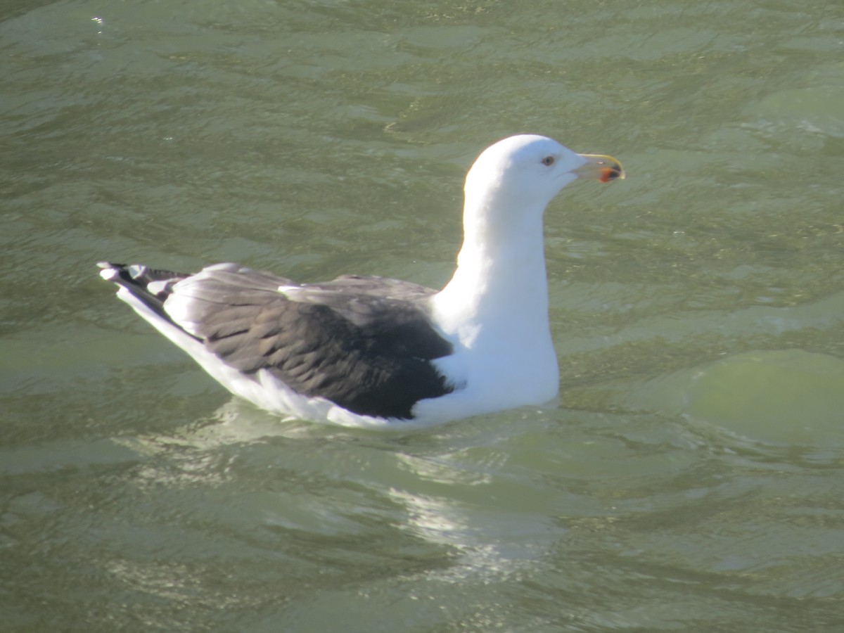 Great Black-backed Gull - Nick Ramsey