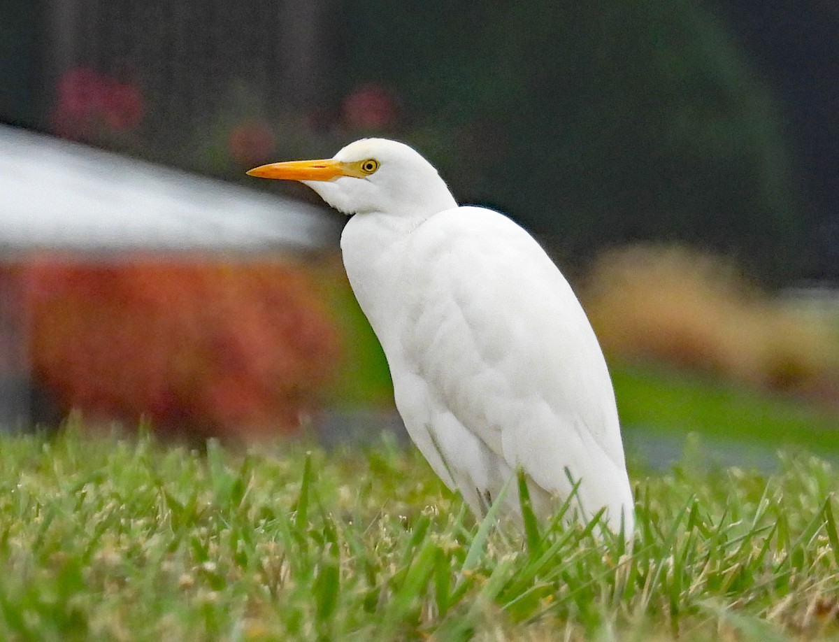 Western Cattle-Egret - ML626262693