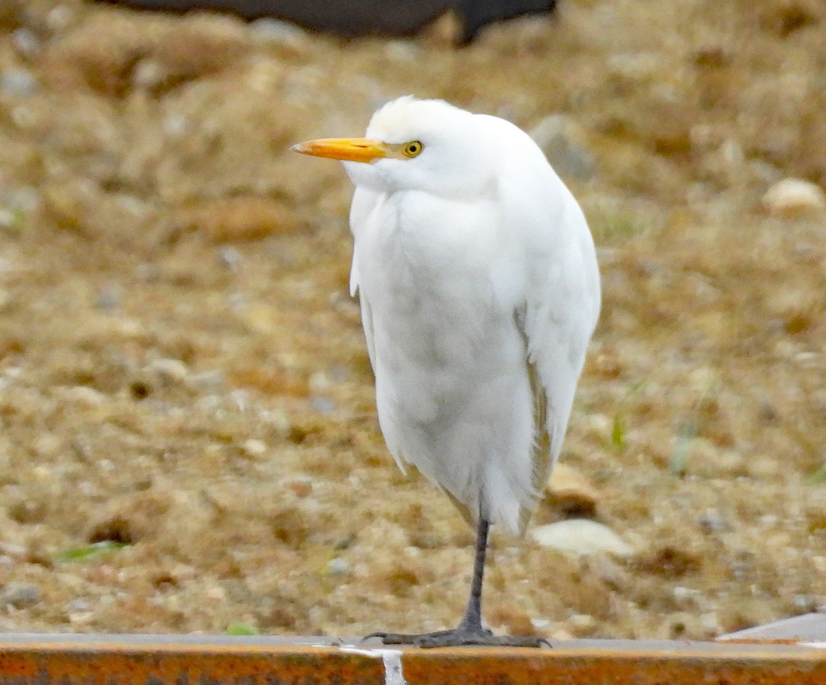 Western Cattle-Egret - ML626262694