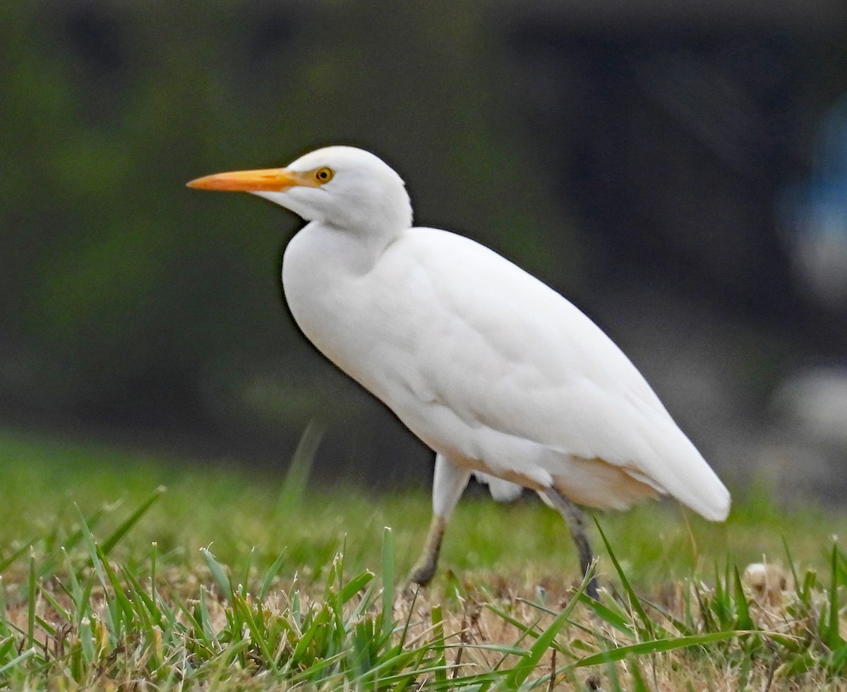 Western Cattle-Egret - ML626262695