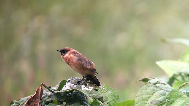 Amur Stonechat - ML626263386