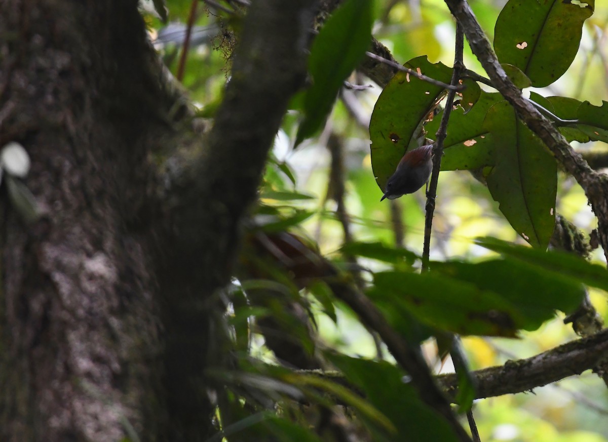 Gray-hooded Babbler - ML626263493