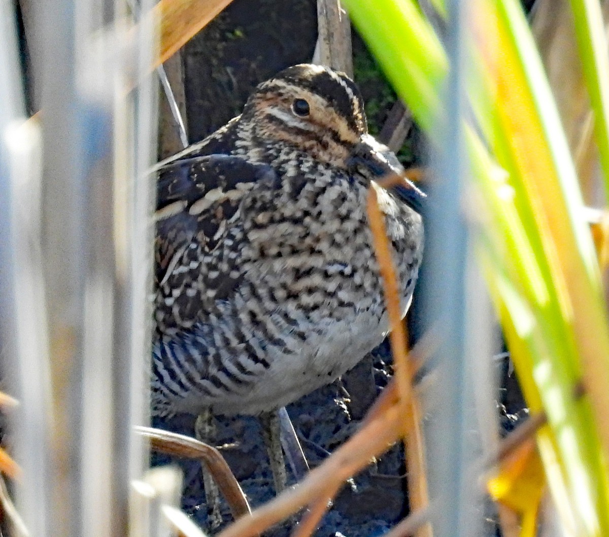 Wilson's Snipe - ML626263623