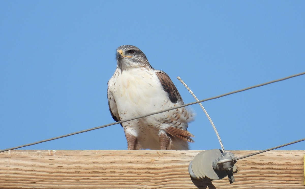 Ferruginous Hawk - ML626263764