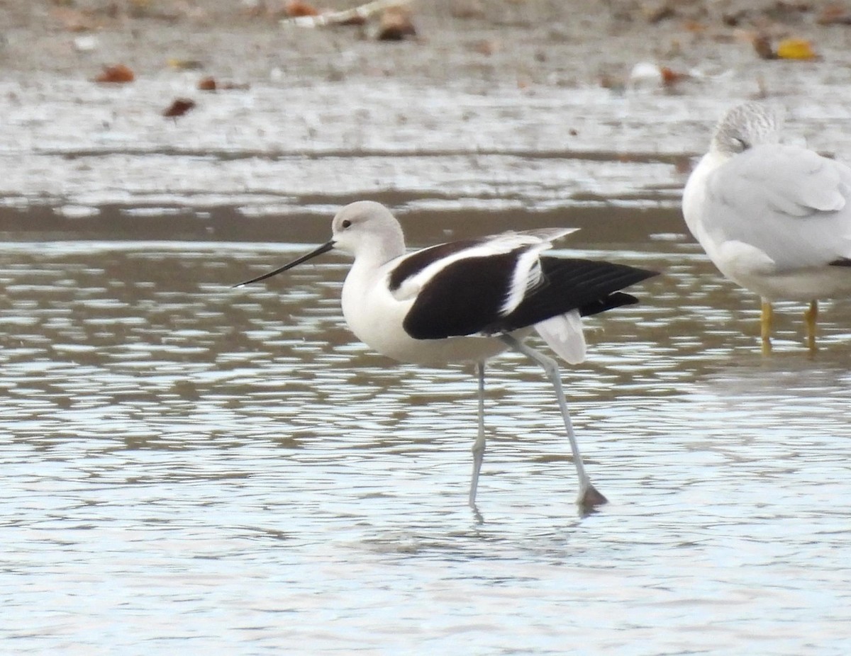 American Avocet - ML626263772