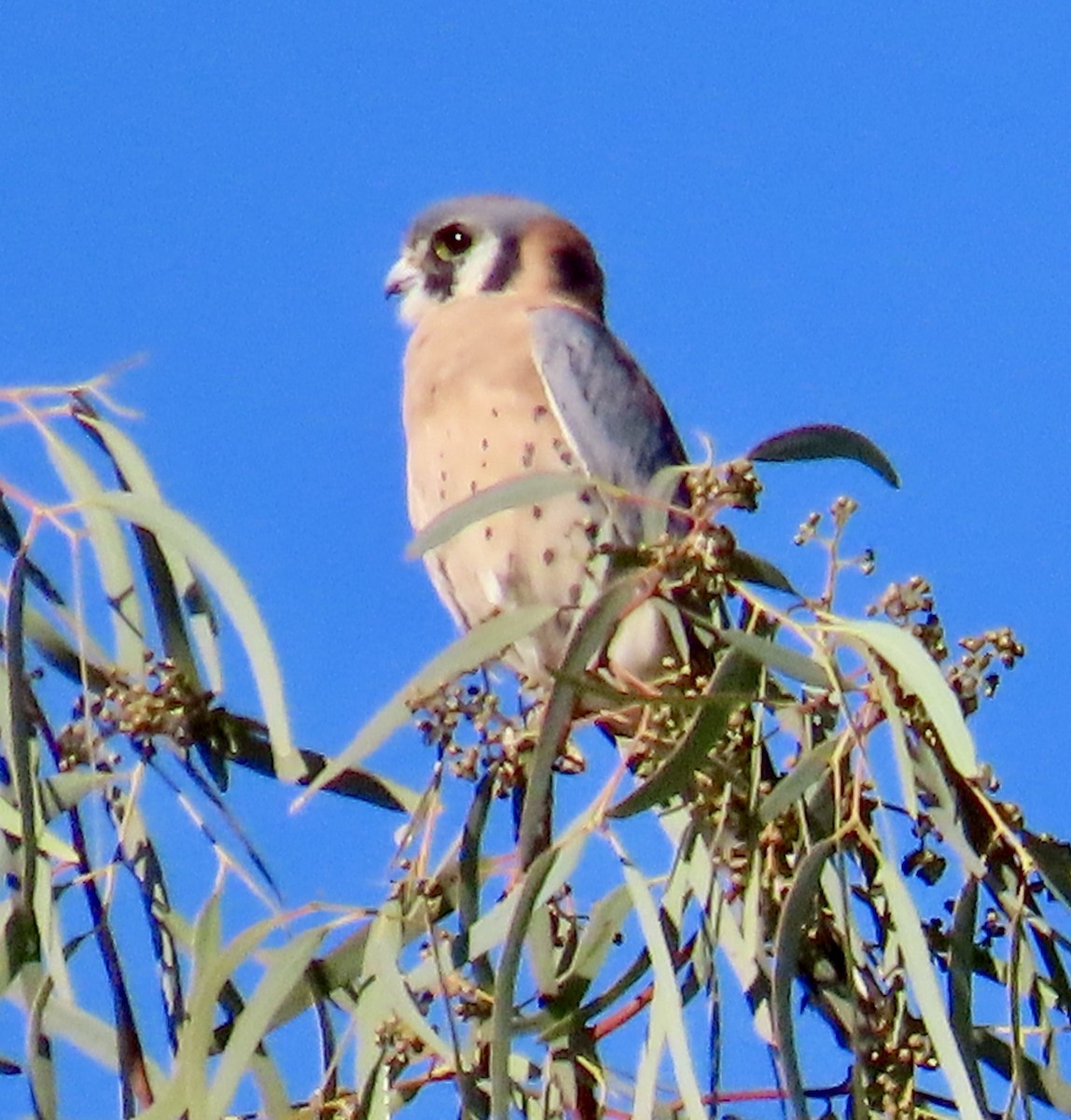 American Kestrel - ML626263798