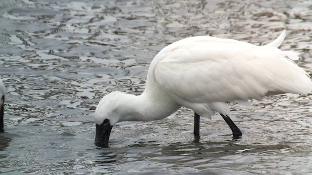クロツラヘラサギ - ML626263916