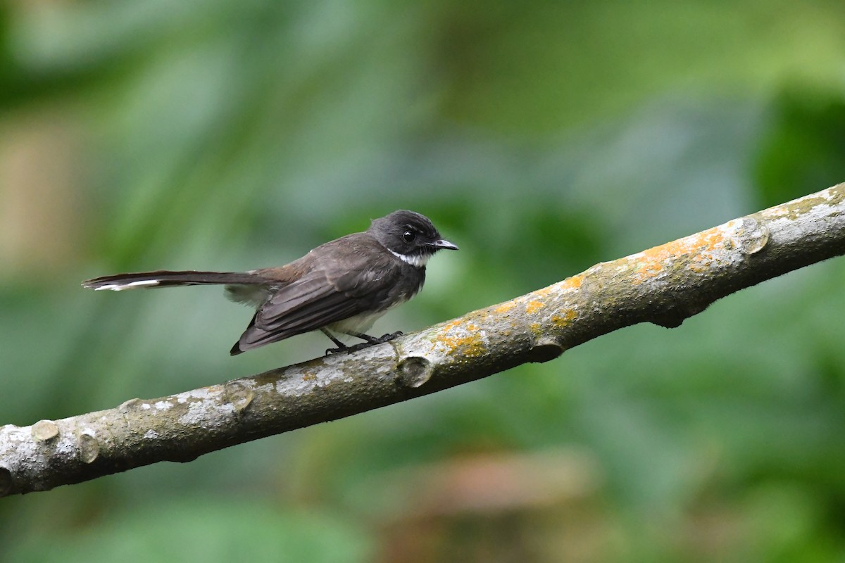 Malaysian Pied-Fantail - ML626264078