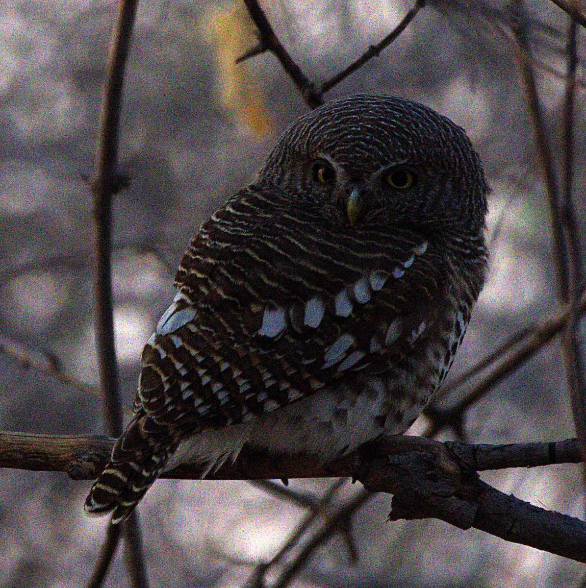 African Barred Owlet - ML626264149