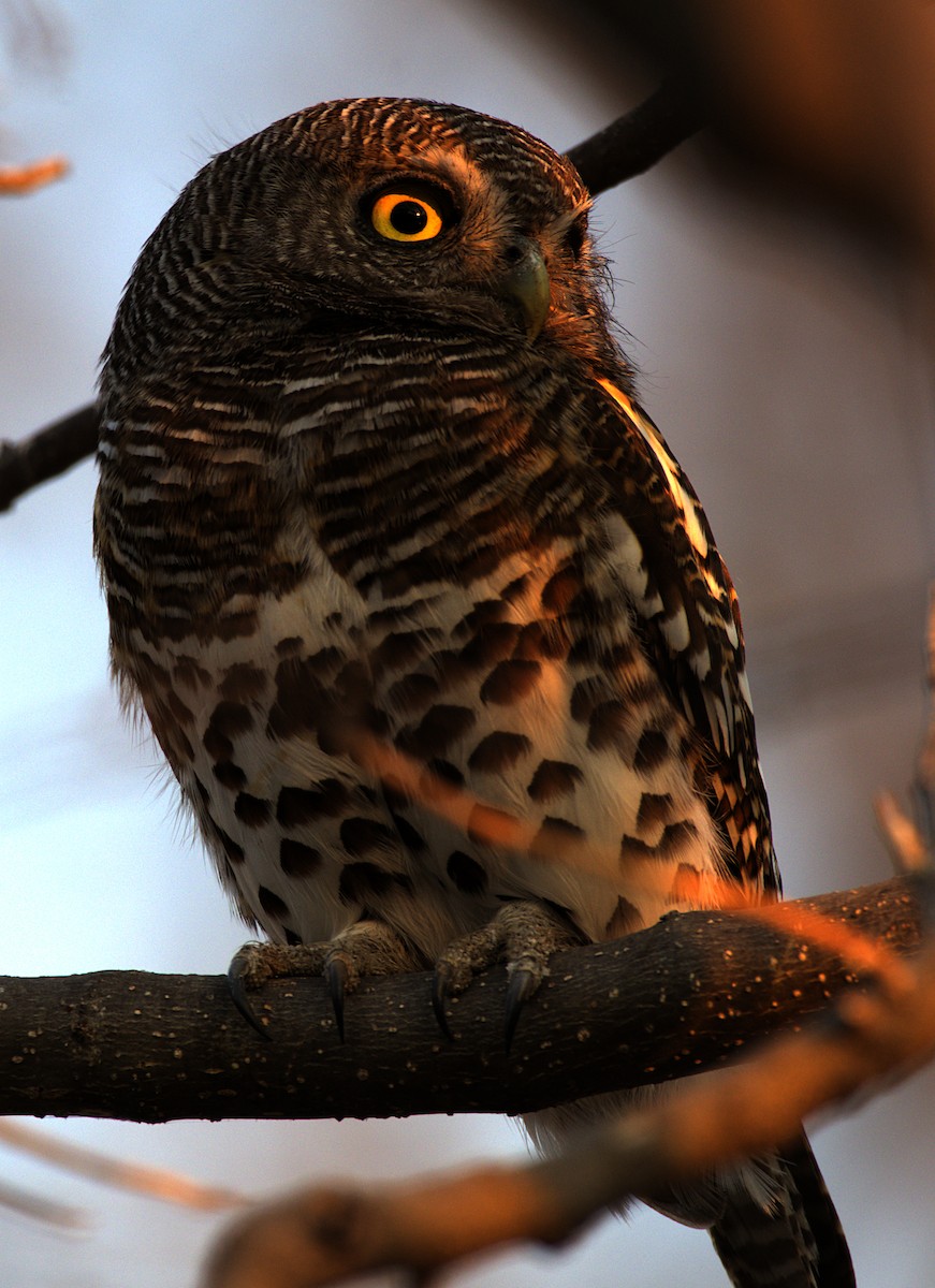 African Barred Owlet - ML626264150