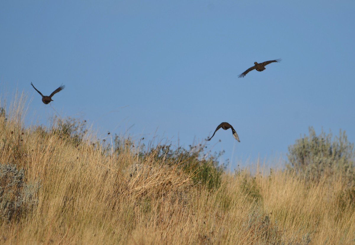 Gray Partridge - ML626264219